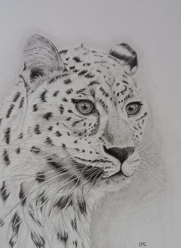 Carrie-Anne, Cheetah, coloured pencils.